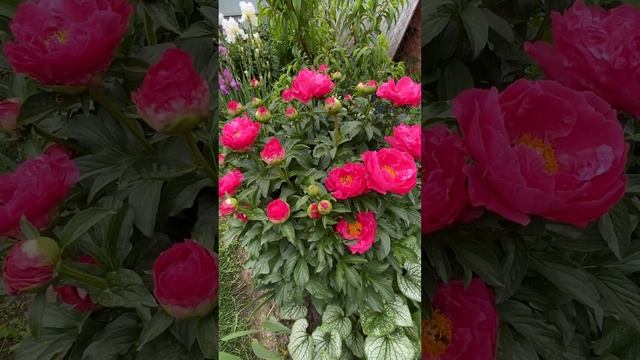 Сад в епізодах. Півонія Paula Fay