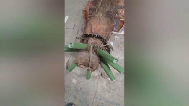 Palm Tree 🌴 Handmade/Пальма своими 🌴 руками