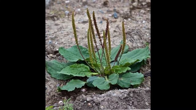 ПОДОРОЖНИК  (PLANTAGO)  сем.  Подорожниковые