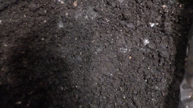 Vlog Заказ цветочных луковиц/попытка вырастить грибы/мо смотреть онлайн