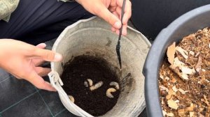 Личинка Майского жука и Пиринекс