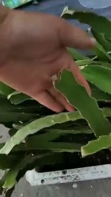 питахайя смотреть онлайн