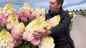 гортензия метельчатая Геркулес/Hydrangea paniculata-Hercules
