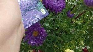 Однолетние цветы  - ожидание и реальность🌺🌺🌺