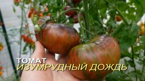 Томат ИЗУМРУДНЫЙ ДОЖДЬ. Обзор сортов ТОМАТОВ!