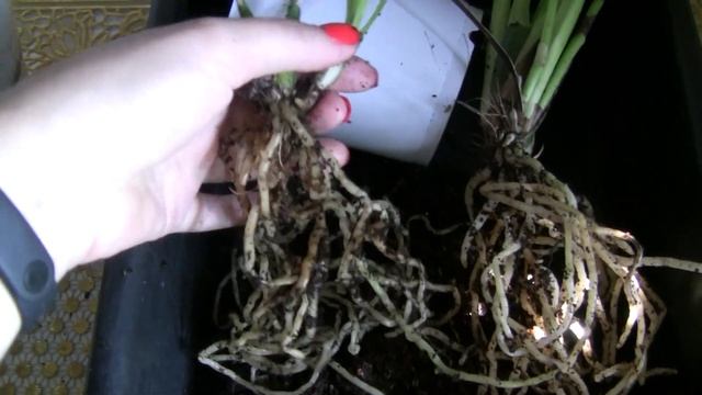 Пересадка зигопеталума.