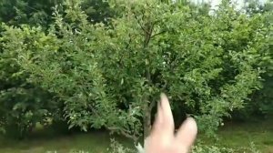 Пальметта яблоня после обрезки