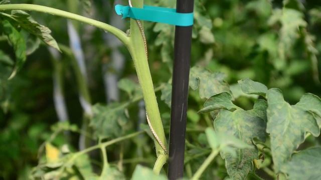 Тапенер для подвязки растений Tapetool «B», лента 25 м + скоб