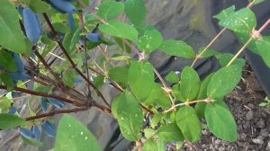 ЛАВИНА . Сладкий сорт жимолости из Бакчара./  Коллекция