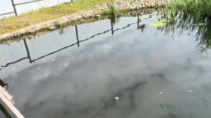 Нитчатая водоросль , и последствия для пруда