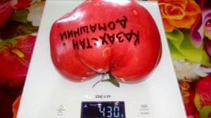 Томат Казахстан домашний
