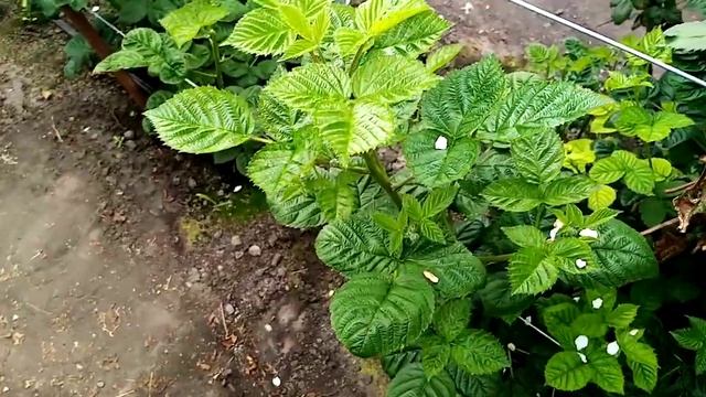 Ежевика сорт блек джем, неотапливаемая теплица, второ? смотреть онлайн