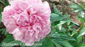 Самые красивые сорта пионов Пион Питертье Фринд Ваген