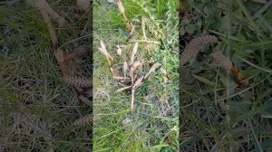 Хвощ полевой — трава от старости и болезней