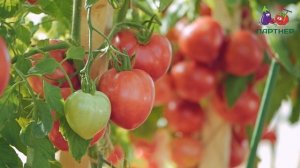 ИНДЕТЕРМИНАНТНЫЙ ТОМАТ МАЛИНОВАЯ ИМПЕРИЯ F1