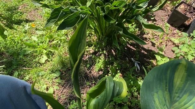 ПОСЫЛКА  НА ДОНБАСС. 💝ОБЗОР ХОСТ 🤗#волгоград #растен?