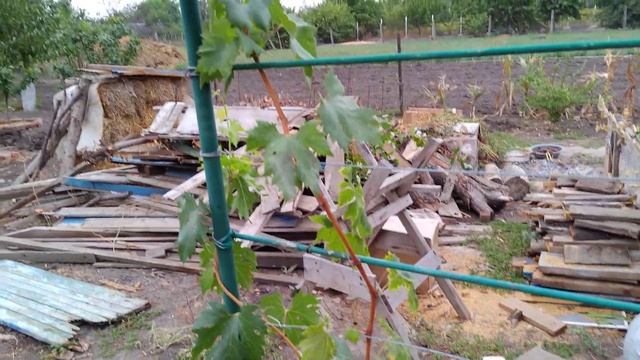 Первый обзорчик винограда на конец августа смотреть онлайн