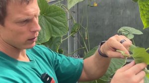 Огурцы🥒 доросли до верха теплицы - что делать? Все спо
