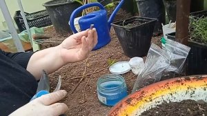 Укоренение граната Клонекс (Clonex) гелем приготовленным