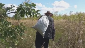ГОТОВИМСЯ К ОСЕНИ, ЗАБИРАЕМ УРОЖАЙ, СЪЕЗДИЛИ НА ОГОРОД