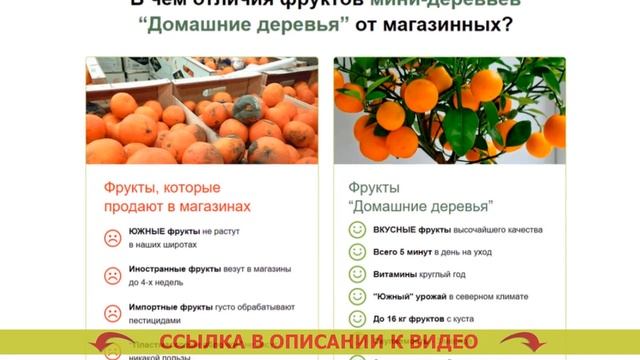 ❌ ДЕКОРАТИВНЫЕ ДЕРЕВЬЯ ДЛЯ ДОМА КУПИТЬ 🔵 смотреть онлайн