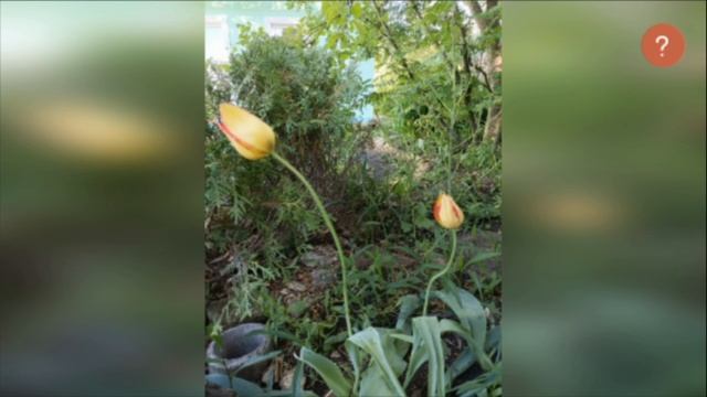 ОТЦВЕЛИ ВЕСЕННИЕ ТЮЛЬПАНЫ (Маргарита Герасимова - Оле? смотреть онлайн