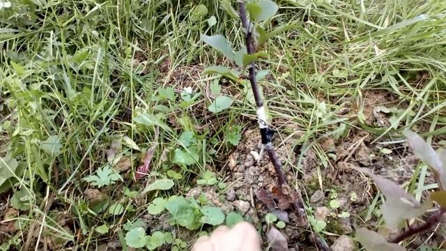 Летняя прививка яблони на подвой 62-396