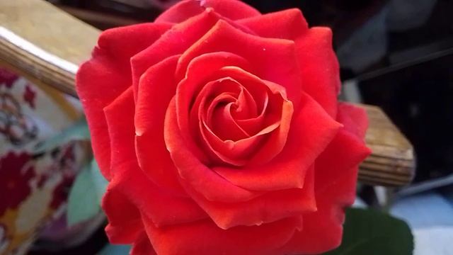 роза эльторо смотреть онлайн