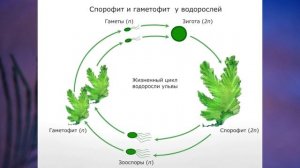 «Низшие растения. Группа отделов Водоросли», Биология 7