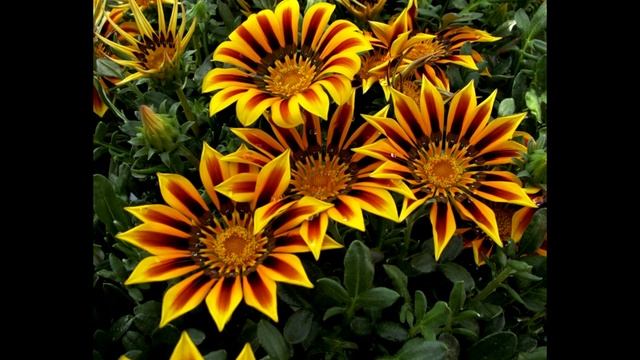 Растение гацания