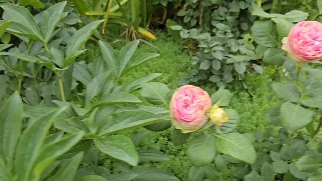 Мой Эдем. Шанталь Мерье, Лондон Ай,  Дольче Саммерхаус ?