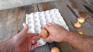 Сажаю лук через лоток от яиц — получится крупный урож?