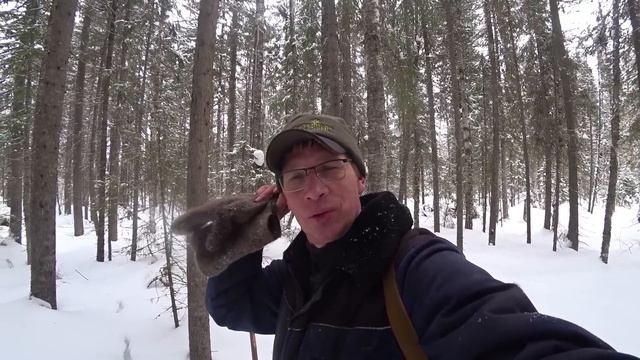 Как определить в какую сторону идёт лось? Показываю де