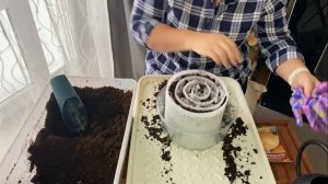 Лук на рассаду, посев в улитку!