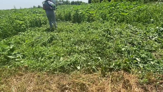 Заморозила укроп / скосила траву в огороде/ сходили на смотреть онлайн