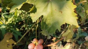 ЭЛЬДОРАДО МУСКАТНАЯ ФОРМА