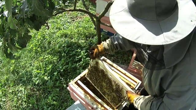 Семья пчёл выросла до 9 корпусов Дадана. Модернизируем