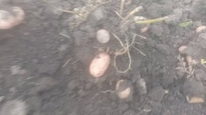 Сарпо Уна. Сорт картофеля из серии Сарпо среднего срока созревания.