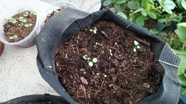 Эксп 1, Она ВЗОШЛА! 😯😍 Малина из семян у меня всходит! смотреть онлайн