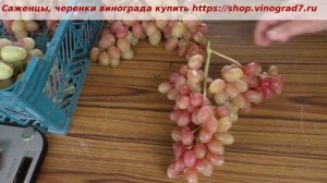 Срезали на рынок 6 августа виноград Соперник - отличны?