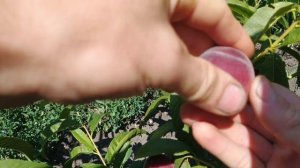 Персик Экстрим 6 на 11.07.2025г. Самарская область.