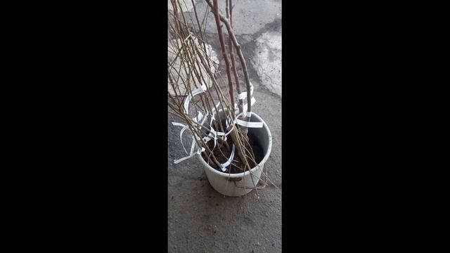 ШОК! КАКИЕ САЖЕНЦЫ НАМ ПРОДАЮТ! Вся правда об интернет-