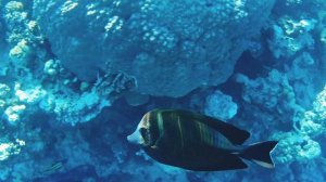 Коралловый риф у отеля  Reef Oasis Beach Sharm El Sheikh