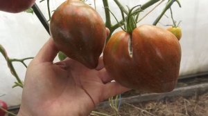 Он прекрасен! Томат Сердце Марши