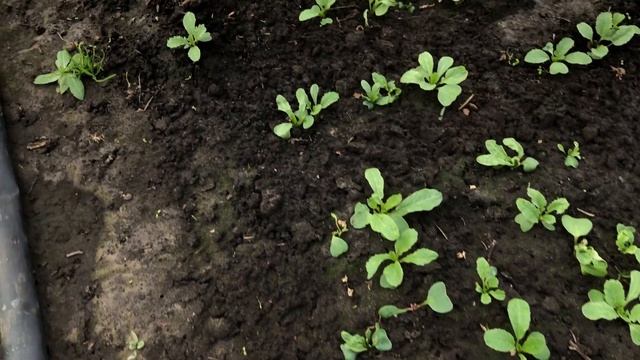 Редиска в теплице . Обзор зелени в больших теплицах смотреть онлайн