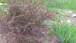 Барбарис тунберга, весенняя санитарная обрезка и когд