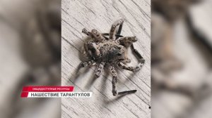 Гигантские пауки проникают в дома жителей Бурятии