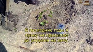 🍇 Посадка винограда саженцами