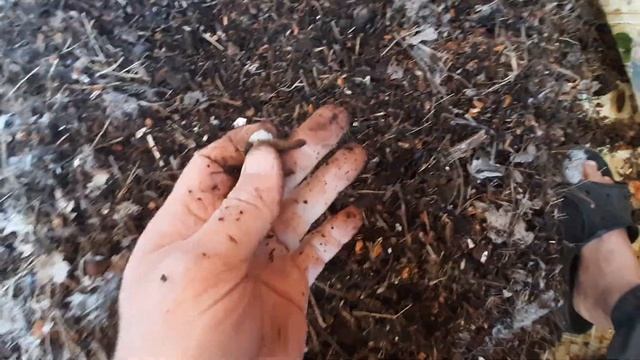 Природная Агрономия  Самый лучший грунт для томатов, п