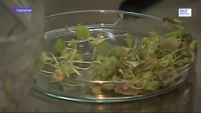 Российские ученые создали трансгенные деревья смотреть онлайн